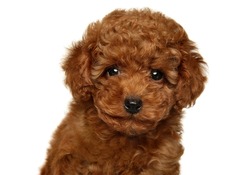 Close-up portrait of a red Toy Poodle puppy on white background