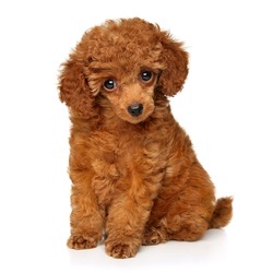 Red Toy Poodle puppy sitting on white background. Baby animal theme