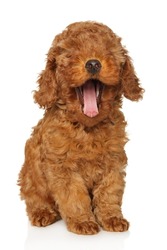Funny yawning poodle puppy sitting on a white background