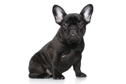 Black French bulldog puppy. Portrait on a white background
