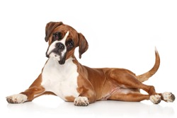 Boxer dog lying on white background