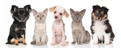 Group of pets - puppies and kitten on white background