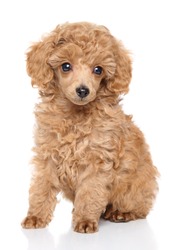 Apricot toy Poodle puppy sits in front of white background