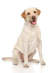 Happy Labrador dog sits on a white background