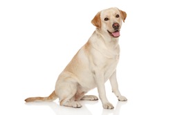 Beautiful Labrador retriever in front of white background