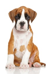 German Boxer puppy in front of white background