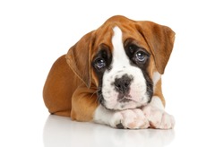 Portrait of Beautiful Boxer puppy on white background