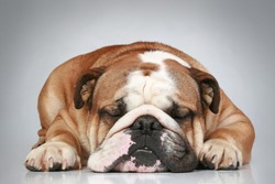 Sad English bulldog lying on a grey background. Close-up portrait