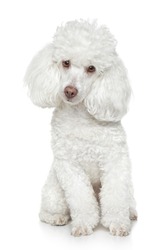 White Toy Poodle sits on white background