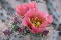 Prickly Pear Cactus with Pink Flowers