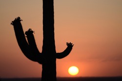 Cactus in the Setting Sun