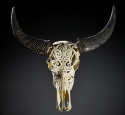 Engraved skull of an asian water buffalo