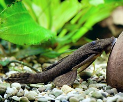 Aquarium Fish. Catfish Ancistrus Plecostomus