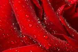 Rose petals in the water droplets. Close-up.