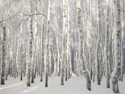 Winter sunny birch forest with snowy trees