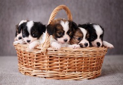 Little Puppies breed Papillon in a basket, close-up