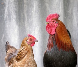 Beautiful black-red cock with a red crest and brown chicken, hen on a poultry yard, a farm