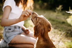 Young woman training her little dog, cocker spaniel breed puppy, outdoors, in a park.