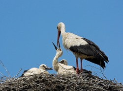 White stork feeding chicks
