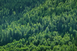 Green tree forest panorama in Norway. Norwegian spruce trees