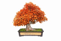 red bonsai tree of trident maple in autumn isolated on white with clipping path