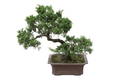 bonsai tree of  pine  in a pottery pot  isolated on white