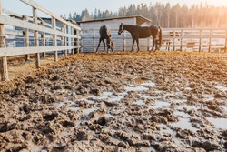 A pair of horses in a muddy arena - puddles in the footprints