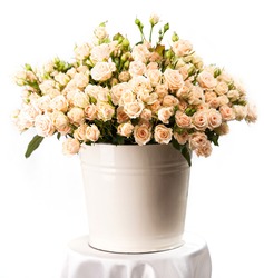 Bunch of creamy roses in a bucket over white background 