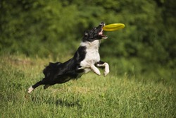 Border collie dog catching the fresbee on the green meadow