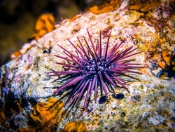 Sea urchin on rock. Sea urchin macro. Marine life at coral reef and its ecosystem at night. Diving and exploring at Maldivian archipelago.