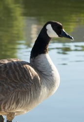 Canadian Goose sunning in the winter