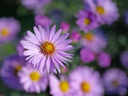 Blooming autumn asters, Symphyotrichum, close-up