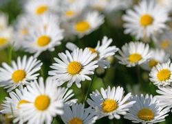 Daisies, Bellis perennis, in a close-up