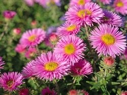 Blooming autumn asters, Symphyotrichum, close-up