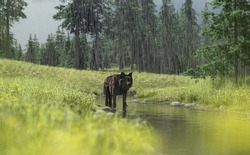 Wolf walks in a river in a rainy summer landscape with pine trees and grass. 3D render.