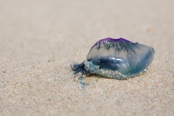 A dead and poisonous bluebottle lying on the beach sand