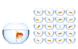 Fish in fishbowls, isolated on white background. Concept of self-management business