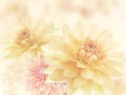 Dahlia Flowers Close Up for Background