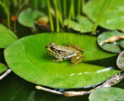 a Frog resting on a lotus leaf