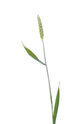Wheat ears in bloom on a white background