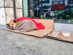 Abandoned homeless stray dog sleeping on pavement in peace under blankets snowy cold winter