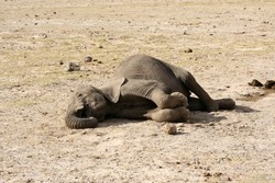 An elephant died of thirst during the great drought of 2009 in Amboseli national park, Kenya.