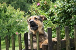 Barking dog behind a fence