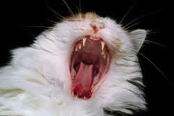 Cat with mouth wide open showing fangs and tongue. 
