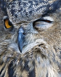closeup of an owl winking