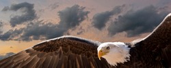 Composite image of a bald eagle flying in a cloudy sky at sunset