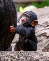 Portrait of a baby chimpanzee looking up at her mother
