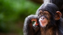 close up portrait of a happy baby chimpanzee deep in thought