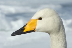 Whooper Swan (Cygnus Cygnus) head showing beak markings in the snow of Lake Kussharo, Hokkaido Island, Japan.