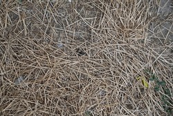 texture of fallen yellowed needles on the ground
